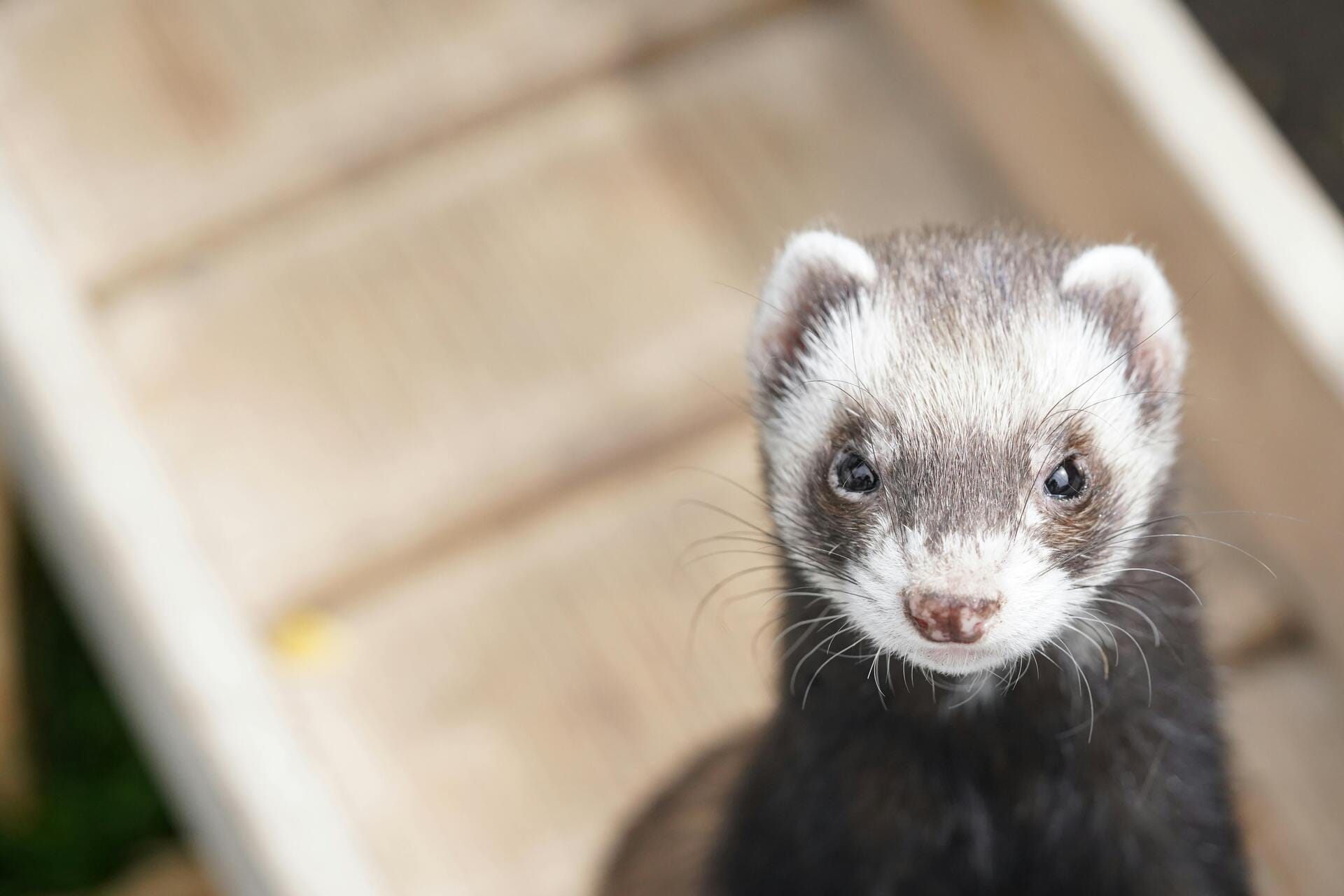 Rotterdam’s Ferret Trial Shows Promising Results in Reducing Rat Population
