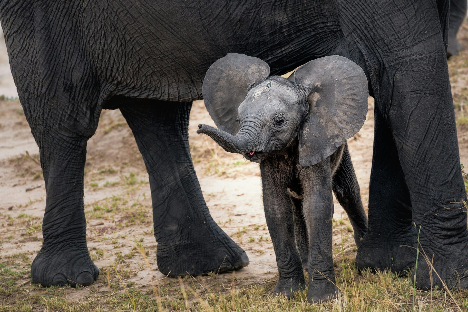 New Elephant Calf Born at Amsterdam’s Zoo, Public Invited to Name It