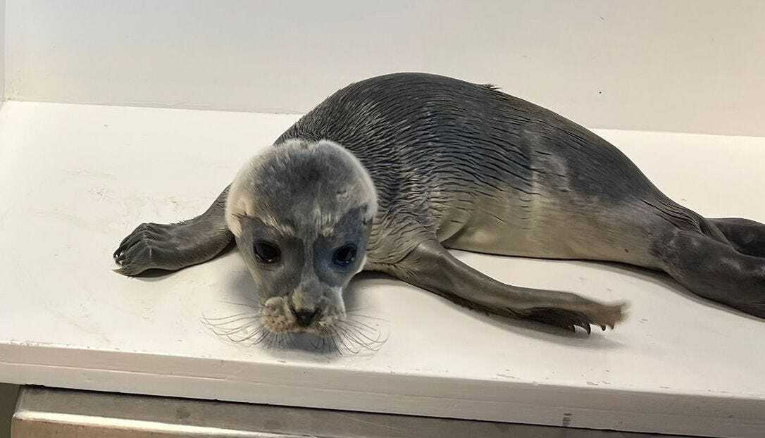 Seal Pup Found at Illegal Rave on Groningen Coast