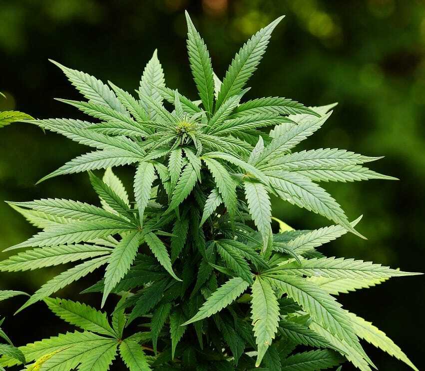 Groningen Begins Cannabis Trial with Legal Weed Sales post image